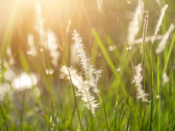 Blady 草的柔软的焦点与阳光和漂浮的光 白茅丝瓜厂 — 图库照片