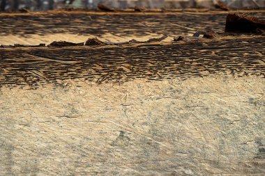 Palmyra palm ahşap arka plan doku. (Borassus flabellifer)