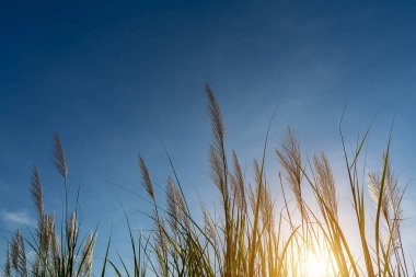 Uzun boylu reed çiçek güneş ve mavi gökyüzü arka plan ile. (Kamış karka bitki)