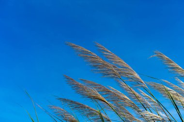 Uzun boylu reed çiçek mavi gökyüzü arka plan ile. (Kamış karka bitki)