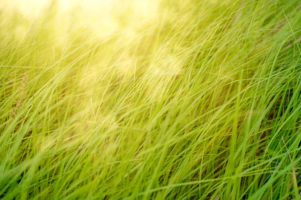 Soft focus of the Long leaves grass background with sunlight.