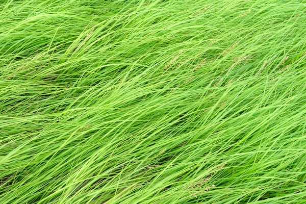 Lange Blätter Das Grüne Gras Hintergrund — Stockfoto