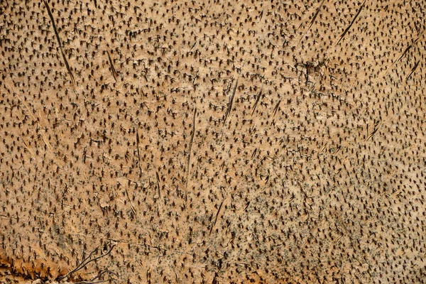 Sfondo Texture Palma Palmira Legno Borassus Flabellifer — Foto Stock