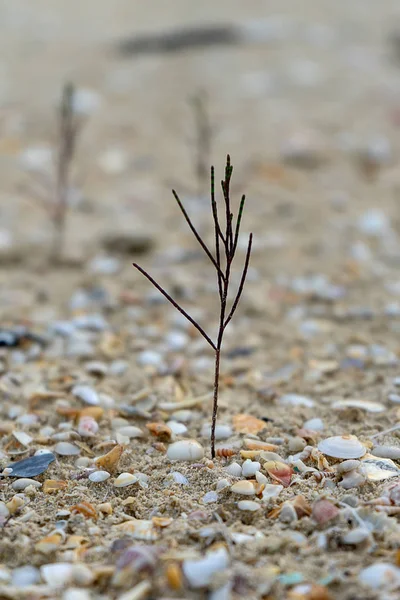 Seedlings Black Pine Trees Growing Sand Blur Background — Stock Photo, Image