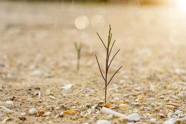 Piantine Pini Che Crescono Sulla Sabbia Con Luce Del Sole — Foto Stock