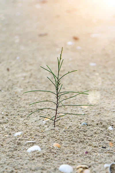 Seedlings Pine Trees Growing Sand Sunlight Blur Background — Stock Photo, Image