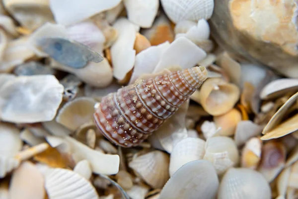 Close Shells Beach — Stock Photo, Image