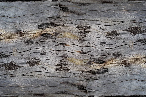 Staré Borovice Dřevo Textury — Stock fotografie