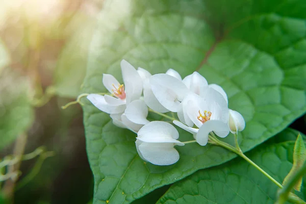 Yakın Çekim Yaprak Zemin Üzerine Beyaz Meksikalı Sarmaşık Çiçek — Stok fotoğraf