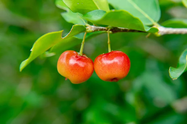 Zblízka Acerola Třešní Ovoce Stromě Malpighia Emarginata — Stock fotografie