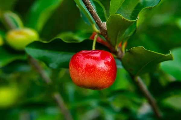 Bliska Owocu Wiśni Acerola Drzewo Malpigia Granatolistna — Zdjęcie stockowe