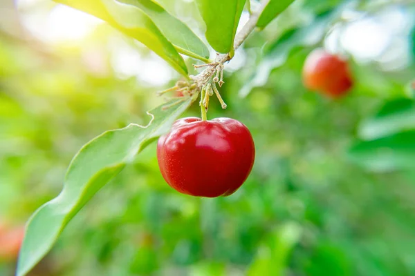 Närbild Acerola Körsbär Frukt Träd Med Solljus Malpighia Emarginata — Stockfoto