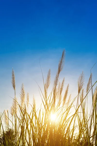 Wysokie Trzciny Kwiat Promieni Słonecznych Niebieskim Tle Nieba Moje Trzcina — Zdjęcie stockowe