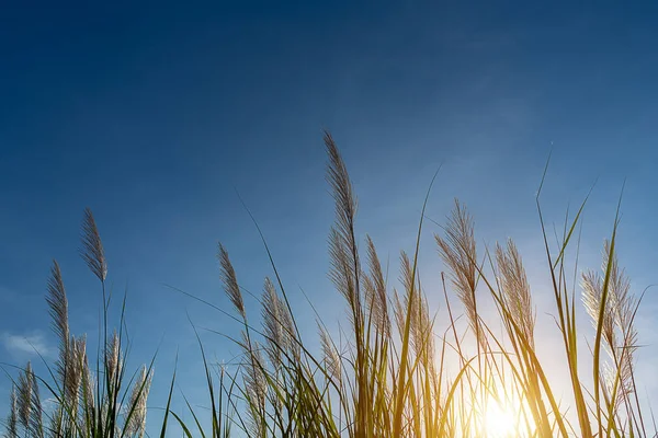 Flor Caña Alta Con Luz Solar Fondo Cielo Azul Phragmites —  Fotos de Stock