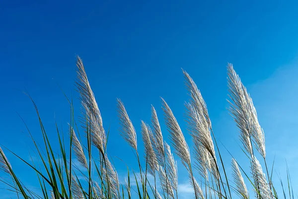 Tall Reed Flower Blue Sky Background Phragmites Karka Plant — Stock Photo, Image