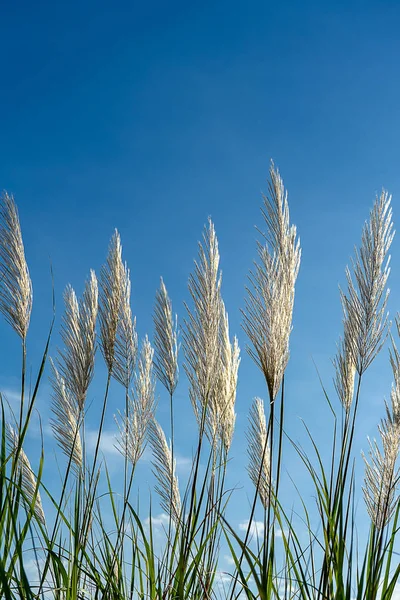 Tall Reed Flower Blue Sky Background Phragmites Karka Plant — Stock Photo, Image