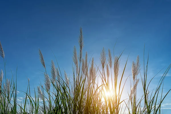 Vysoký Rákos Květina Slunce Modrá Obloha Pozadí Phragmites Karka Rostlina — Stock fotografie