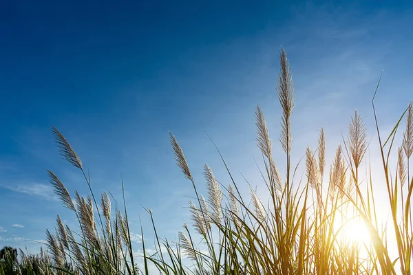 Vysoký Rákos Květina Slunce Modrá Obloha Pozadí Phragmites Karka Rostlina — Stock fotografie