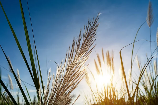 Tall Reed Flower Sunlight Blue Sky Background Phragmites Karka Plant — Stock Photo, Image