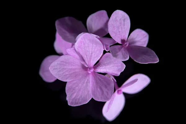 Makro Obraz Bliska Różowy Kwiat Hortensji Ciemnym Tle — Zdjęcie stockowe