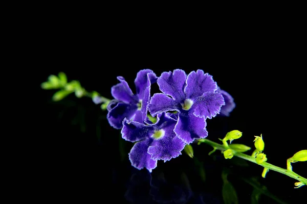Close Violet Flower Golden Dew Drop Pigeon Berry Duranta Erecta — Stock Photo, Image