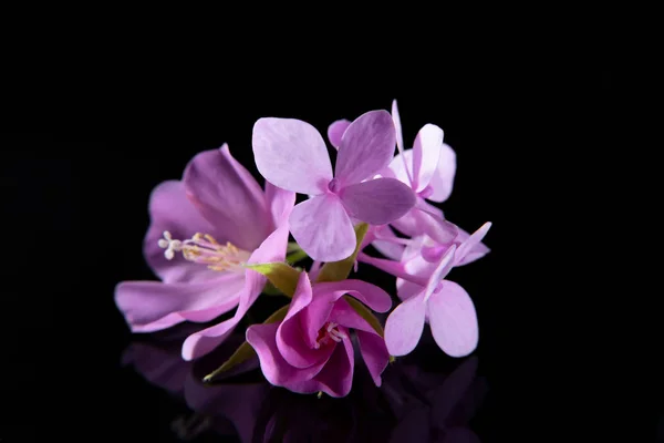 Görüntüyü Karanlık Arka Planda Pembe Ortanca Çiçek Yakından — Stok fotoğraf