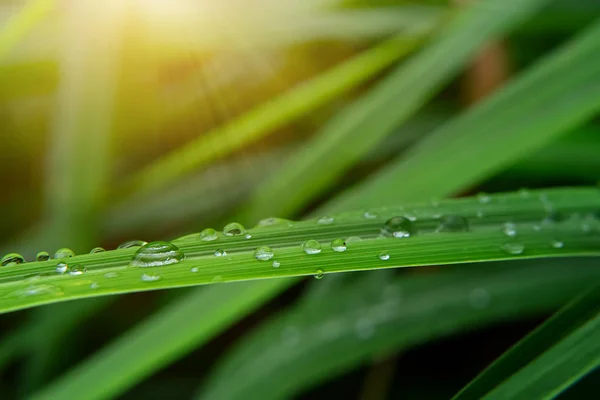 Gocce Acqua Sulle Foglie Nella Stagione Delle Piogge Con Luce — Foto Stock