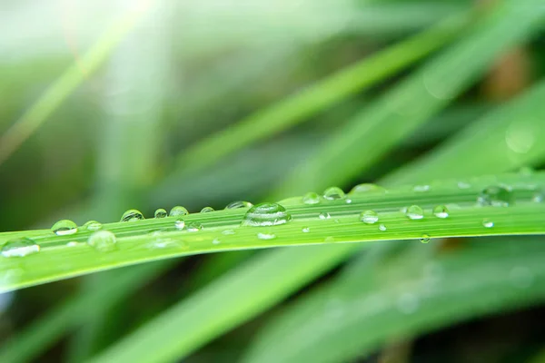 Капли Воды Листья Светом Сезон Дождей — стоковое фото