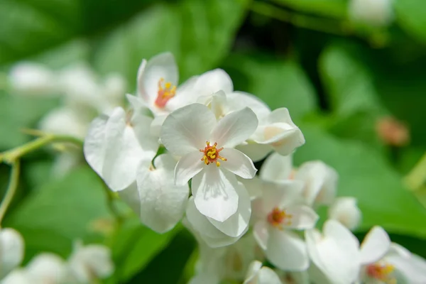 Zbliżenie Biały Kwiat Meksykański Pnącze Rozmycie Tła — Zdjęcie stockowe