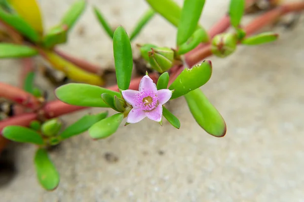 Sluiten Van Sesuvium Portulacastrum Bloem Gras Het Strand Met Wazige — Stockfoto