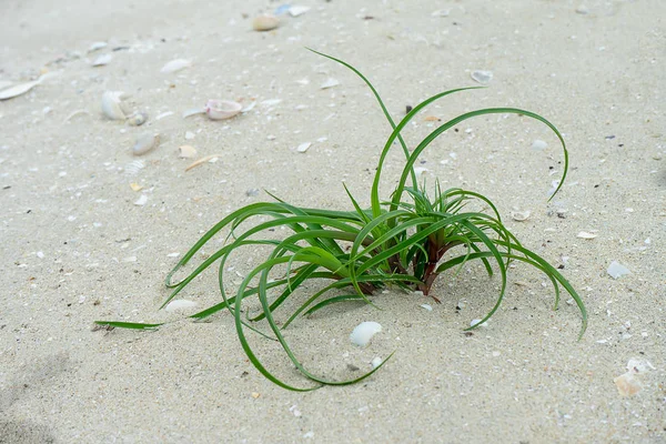 Закрыть Длинный Лист Травы Пляже Размытым Фоном — стоковое фото