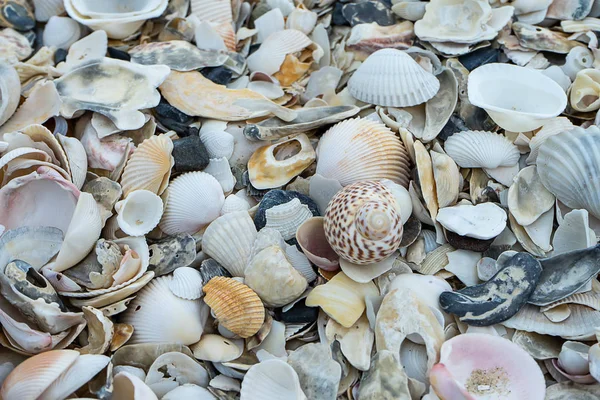 Закрытие Shells Пляже — стоковое фото