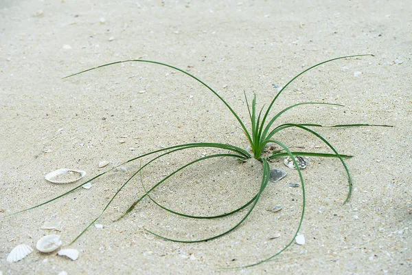 Close Long Leaf Grass Beach Blur Background — Stock Photo, Image
