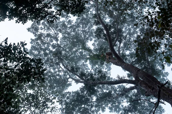 Kijk Onder Boom Ochtend Met Mistig — Stockfoto