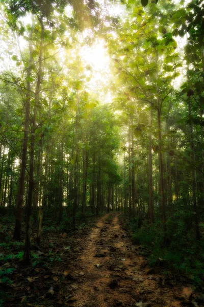 Pasarela Hacia Bosque Con Luz Solar — Foto de Stock
