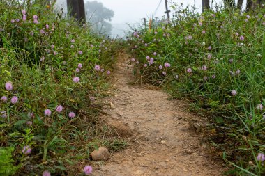 Sabah yere duyarlı bitki veya mimosa pudica ağacıyla geçit.