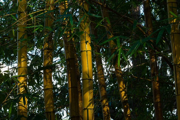 Close Yellow Bamboo Tree Light — Stock Photo, Image