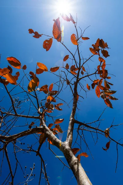 Hojas Otoño Árbol Con Cielo Azul Destello Solar — Foto de Stock