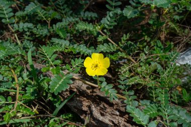 Şeytan'ın diken (Tribulus terrestris bitki) yaprak yere sarı çiçek.