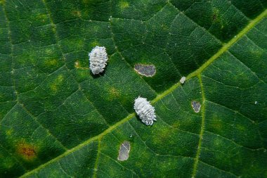 Close up of Pseudococcidae on green leaf. clipart