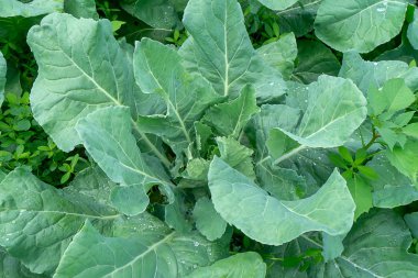 Sebze bahçesinde bitki yeşil karnabahar yakın çekim.