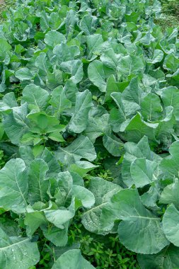 Sebze bahçesinde bitki yeşil karnabahar yakın çekim.