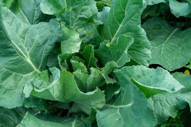 Sebze bahçesinde bitki yeşil karnabahar yakın çekim.