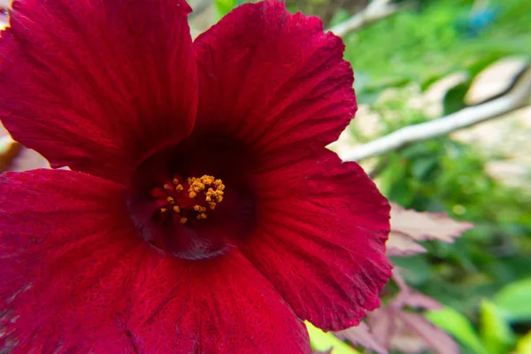 Gros Plan Hibiscus Canneberge Fleur Romarin Afrique Hibiscus Acetosella — Photo