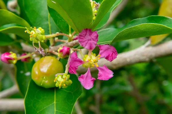 Close Barbados Oder Acerola Kirschblüte Auf Baum Malpighia Glabra — Stockfoto