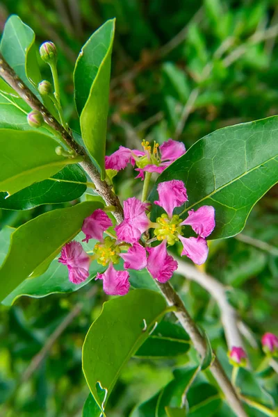 Bliska Barbados Lub Acerola Cherry Kwiat Drzewo Glycyrrhiza Malpighia — Zdjęcie stockowe