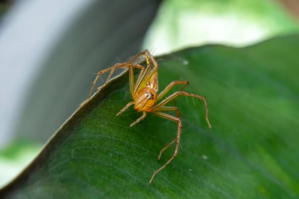 Yellow Spider Leaf — Stock Photo, Image