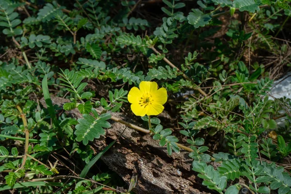 地面に葉を持つ悪魔のとげ トリブラス ハマビシ工場 の黄色の花 — ストック写真