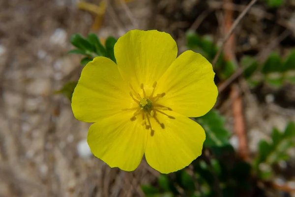 Flor Amarilla Espina Del Diablo Tribulus Terrestris Planta Con Hoja —  Fotos de Stock