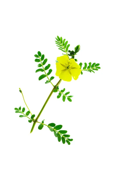 Gele Bloem Van Devil Thorn Tribulus Terrestris Plant Met Leaf — Stockfoto